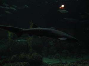 <img300*0:stuff/z/1675/EPRM%2520Aeo%2520Underwater%2521/IMG_0354.JPG>