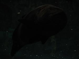 <img300*0:stuff/z/1675/EPRM%2520Aeo%2520Underwater%2521/IMG_0355.JPG>
