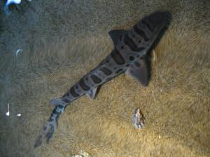 <img300*0:stuff/z/1675/EPRM%2520Aeo%2520Underwater%2521/IMG_0356.JPG>