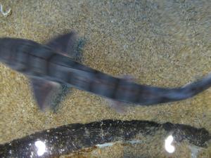 <img300*0:stuff/z/1675/EPRM%2520Aeo%2520Underwater%2521/IMG_0357.JPG>