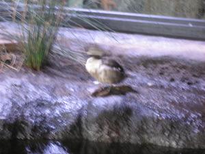 <img300*0:stuff/z/1675/EPRM%2520Aeo%2520Underwater%2521/IMG_0358.JPG>