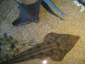 <img300*0:stuff/z/1675/EPRM%2520Aeo%2520Underwater%2521/IMG_0359.JPG>