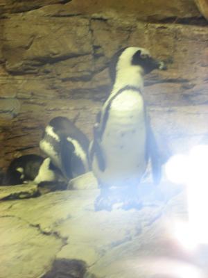 <imgl300*0:stuff/z/1675/EPRM%2520Aeo%2520Underwater%2521/IMG_0361.JPG>