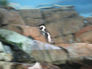 <img300*0:stuff/z/1675/EPRM%2520Aeo%2520Underwater%2521/IMG_0362.JPG>