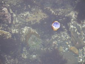 <img300*0:stuff/z/1675/EPRM%2520Aeo%2520Underwater%2521/PICT0677.JPG>