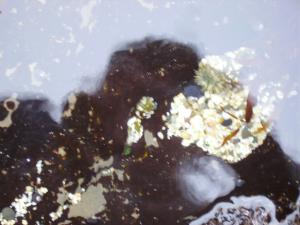 <img300*0:stuff/z/1675/EPRM%2520Aeo%2520Underwater%2521/PICT0679.JPG>