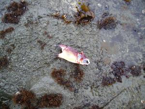 <img300*0:stuff/z/1675/EPRM%2520Aeo%2520Underwater%2521/PICT0680.JPG>