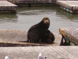 <img300*0:stuff/z/1675/EPRM%2520Aeo%2520Underwater%2521/PICT0720.JPG>