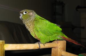 <img300*0:stuff/z/1675/Piper%2527s%2520Pictures/i1255572875_2.jpg>