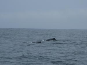<img300*0:stuff/z/1675/aeoaeoae/Mother_and_Child.jpg>