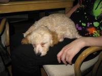 <img200*0:stuff/z/1675/proof%2520pics%25201/i1291082921_2.jpg>