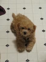 <img0*200:stuff/z/1675/proofpics1/i1287202608_10.jpg>