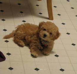 <img0*250:stuff/z/1675/proofpics1/i1287202609_20.jpg>