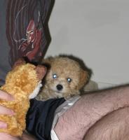 <img0*200:stuff/z/1675/proofpics1/i1287202609_21.jpg>