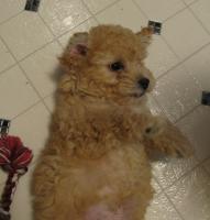 <img0*200:stuff/z/1675/proofpics1/i1287202609_22.jpg>