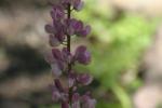 <img150*0:stuff/z/169023/%2520Assorted%2520Flowers/i1278023181_1.jpg>