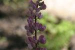 <img150*0:stuff/z/169023/%2520Assorted%2520Flowers/i1278023181_2.jpg>