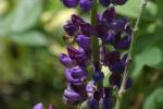 <img150*0:stuff/z/169023/%2520Assorted%2520Flowers/i1278023182_10.jpg>