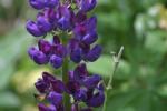 <img150*0:stuff/z/169023/%2520Assorted%2520Flowers/i1278023182_11.jpg>