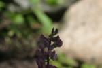 <img150*0:stuff/z/169023/%2520Assorted%2520Flowers/i1278023182_12.jpg>