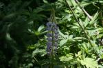 <img150*0:stuff/z/169023/%2520Assorted%2520Flowers/i1278023182_13.jpg>