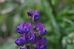<img150*0:stuff/z/169023/%2520Assorted%2520Flowers/i1278023182_14.jpg>