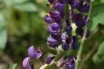 <img150*0:stuff/z/169023/%2520Assorted%2520Flowers/i1278023182_15.jpg>