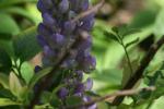 <img150*0:stuff/z/169023/%2520Assorted%2520Flowers/i1278023182_3.jpg>