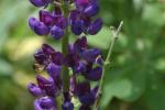 <img150*0:stuff/z/169023/%2520Assorted%2520Flowers/i1278023182_4.jpg>