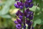 <img150*0:stuff/z/169023/%2520Assorted%2520Flowers/i1278023182_5.jpg>