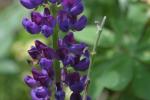 <img150*0:stuff/z/169023/%2520Assorted%2520Flowers/i1278023182_6.jpg>