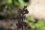 <img150*0:stuff/z/169023/%2520Assorted%2520Flowers/i1278023182_7.jpg>