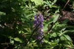 <img150*0:stuff/z/169023/%2520Assorted%2520Flowers/i1278023182_8.jpg>
