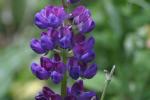 <img150*0:stuff/z/169023/%2520Assorted%2520Flowers/i1278023182_9.jpg>