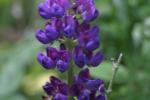 <img150*0:stuff/z/169023/%2520Assorted%2520Flowers/i1278023183_16.jpg>