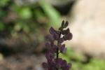 <img150*0:stuff/z/169023/%2520Assorted%2520Flowers/i1278023183_17.jpg>