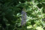 <img150*0:stuff/z/169023/%2520Assorted%2520Flowers/i1278023183_18.jpg>