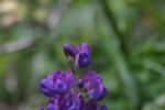 <img150*0:stuff/z/169023/%2520Assorted%2520Flowers/i1278023183_19.jpg>