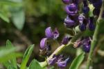 <img150*0:stuff/z/169023/%2520Assorted%2520Flowers/i1278023183_20.jpg>