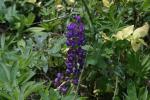 <img150*0:stuff/z/169023/%2520Assorted%2520Flowers/i1278023183_21.jpg>