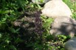<img150*0:stuff/z/169023/%2520Assorted%2520Flowers/i1278023183_22.jpg>