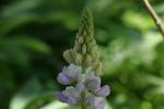 <img150*0:stuff/z/169023/%2520Assorted%2520Flowers/i1278023183_23.jpg>