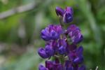 <img150*0:stuff/z/169023/%2520Assorted%2520Flowers/i1278023183_24.jpg>