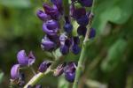 <img150*0:stuff/z/169023/%2520Assorted%2520Flowers/i1278023183_25.jpg>