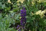 <img150*0:stuff/z/169023/%2520Assorted%2520Flowers/i1278023183_26.jpg>