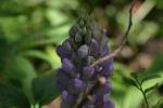 <img150*0:stuff/z/169023/%2520Assorted%2520Flowers/i1278023183_27.jpg>