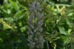 <img150*0:stuff/z/169023/%2520Assorted%2520Flowers/i1278023184_28.jpg>