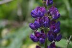<img150*0:stuff/z/169023/%2520Assorted%2520Flowers/i1278023184_29.jpg>