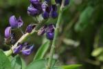 <img150*0:stuff/z/169023/%2520Assorted%2520Flowers/i1278023184_30.jpg>