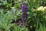 <img150*0:stuff/z/169023/%2520Assorted%2520Flowers/i1278023184_31.jpg>